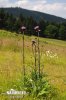 Melancholy Thistle