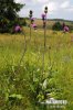 Melancholy Thistle