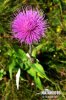 Melancholy Thistle