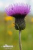 Melancholy Thistle