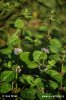 Mentha arvensis