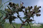 Monkswort