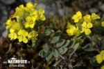 Mountain Alyssum