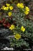 Mountain Alyssum