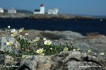 Mountain Avens