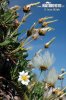 Mountain Avens