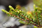 Mountain Crowberry