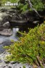 Mountain Crowberry