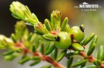 Mountain Crowberry