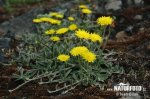 Mouse-ear Hawkweed