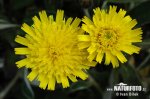 Mouse-ear Hawkweed