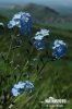 Myosotis stenophylla