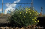 Narrow-leaved Ragwort