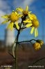 Narrow-leaved Ragwort