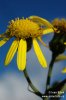 Narrow-leaved Ragwort