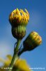 Narrow-leaved Ragwort