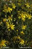 Narrow-leaved Ragwort