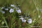 Nigelle des champs - Nigelle bâtarde