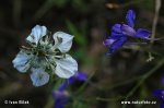 Nigelle des champs - Nigelle bâtarde