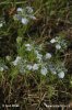 Nigelle des champs - Nigelle bâtarde