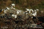 Northern Rock-cress