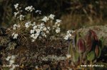 Northern Rock-cress