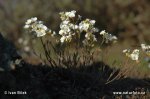 Northern Rock-cress