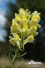 ntirrhinum linaria L. syn. Linaria intermedia Schur