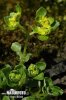 Opposite-leaved Golden Saxifrage