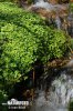 Opposite-leaved Golden Saxifrage