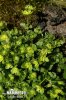 Opposite-leaved Golden Saxifrage