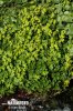 Opposite-leaved Golden Saxifrage