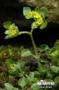 Opposite-leaved Golden Saxifrage