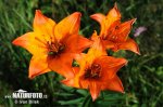 Orange Lily