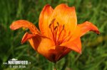 Orange Lily