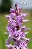 Orchis de Fuchs