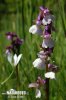 Orchis morio