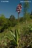 Orchis pourpre