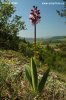 Orchis pourpre