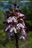 Orchis pourpre