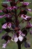 Orchis pourpre