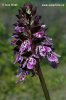 Orchis purpurea