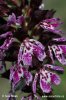 Orchis purpurea