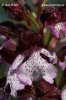 Orchis purpurea