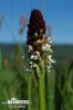 Orchis ustulata