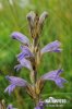 Orobanche pourprée - Phélipée bleue