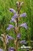 Orobanche pourprée - Phélipée bleue