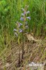 Orobanche pourprée - Phélipée bleue