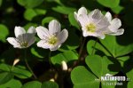 Oxalis acetosella