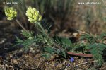 Oxytropis pilosa